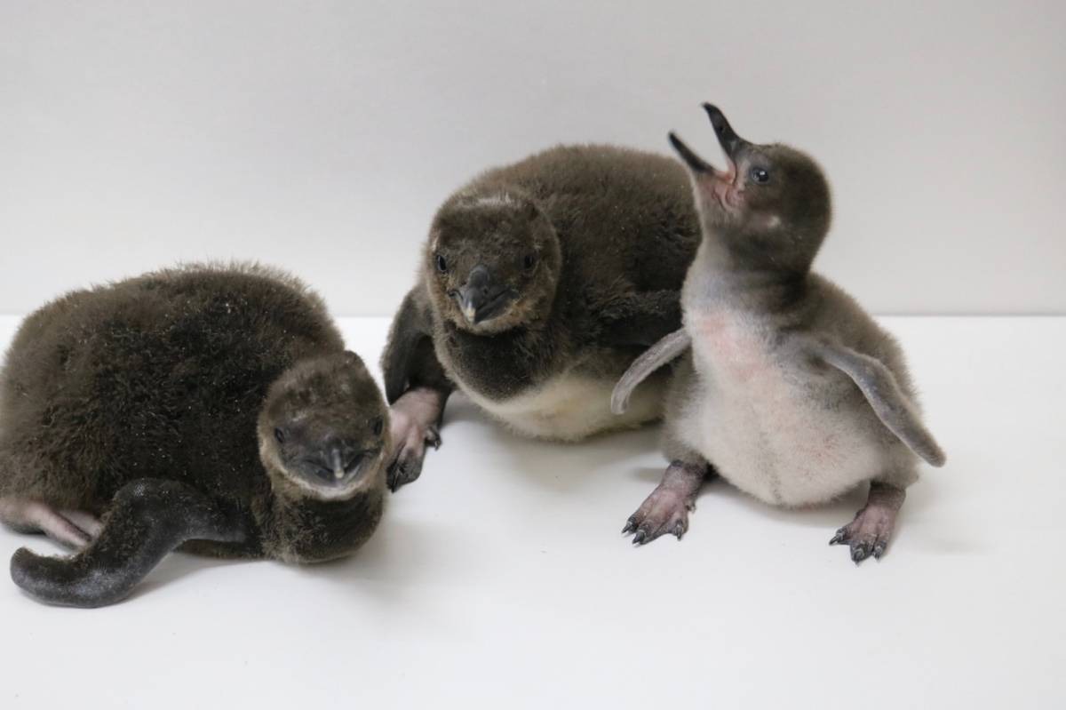 すみだ水族館、8年連続ペンギンの赤ちゃん誕生 | 動物のリアルを