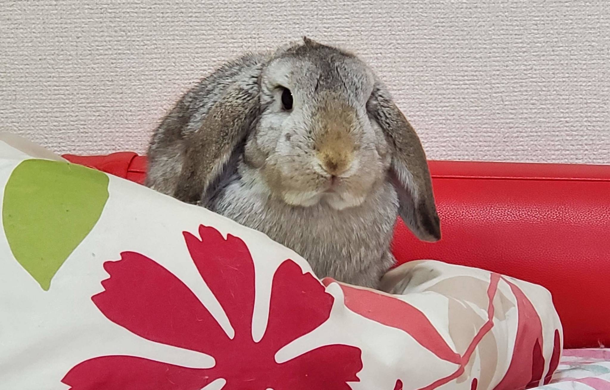 ズボラ女子とわがままウサギ vol.19】けまりとの最後のお別れ、必要