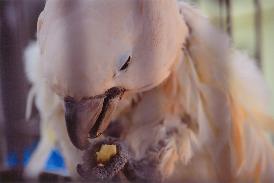 富士花鳥園 暖房費と鳥たちの餌代のためクラウドファンディングを開始 動物のリアルを伝えるwebメディア Reanimal