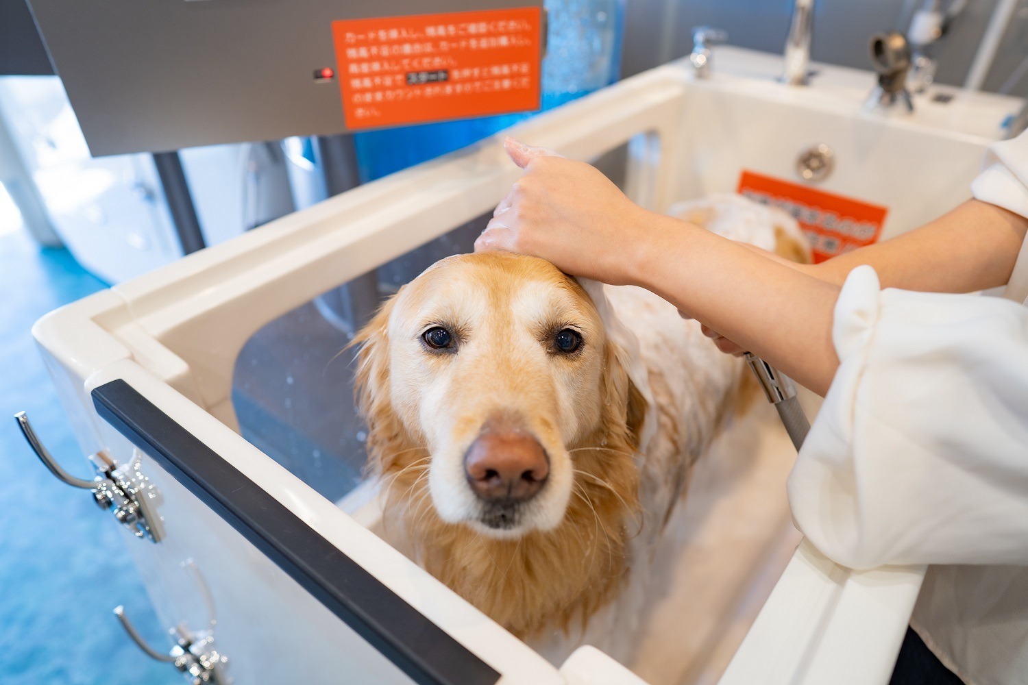 泡立て不要で負担軽減 犬向け業務用泡シャンプー発生装置を発売 ナチュラルクリエイト 動物のリアルを伝えるwebメディア Reanimal