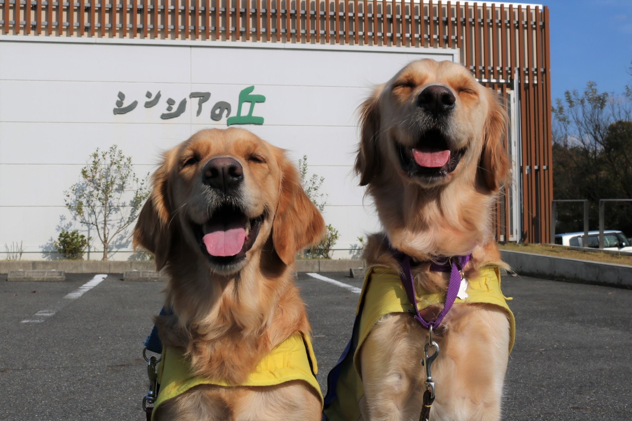介助犬や元候補犬の 日常 を知る キャリアチェンジ犬交流会 開催 動物のリアルを伝えるwebメディア Reanimal