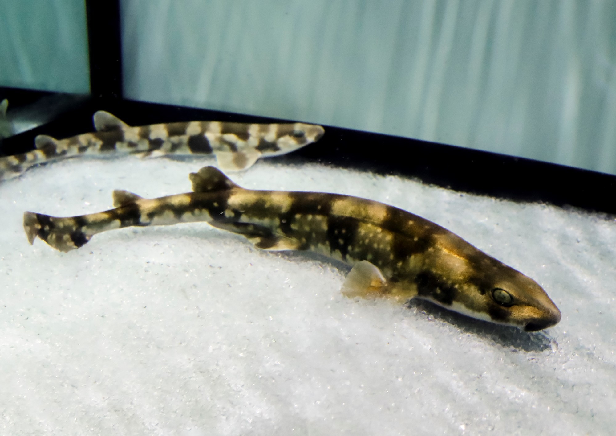 鴨川シーワールド 22年 寅年の生き物 海の寅 トラ たち 笑うアシカと初笑いコンテスト22 を開催 動物のリアルを伝えるwebメディア Reanimal