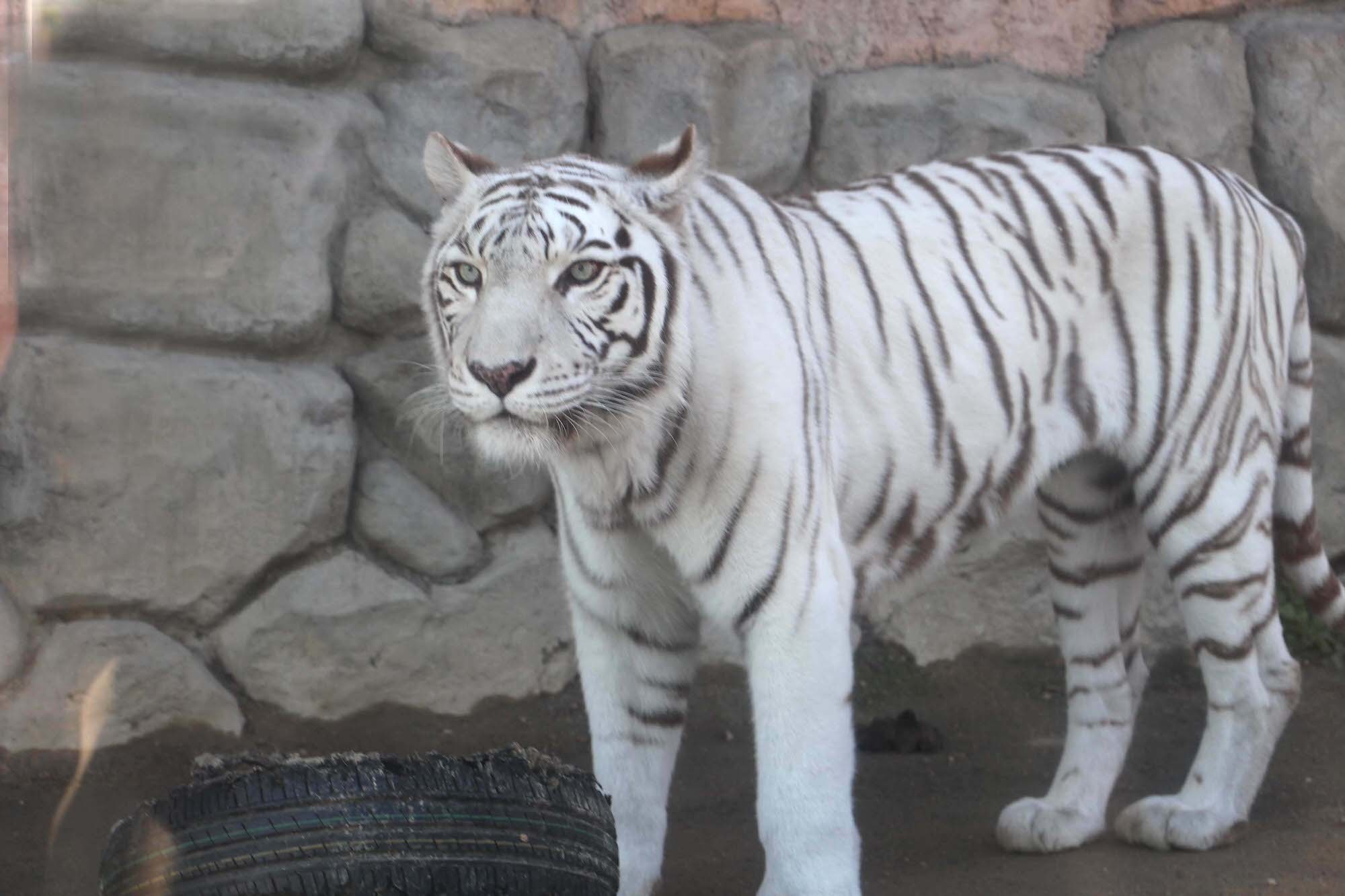 今年は寅年！ ホワイトタイガーはどうして白いの？…動物園で聞いてみ ...