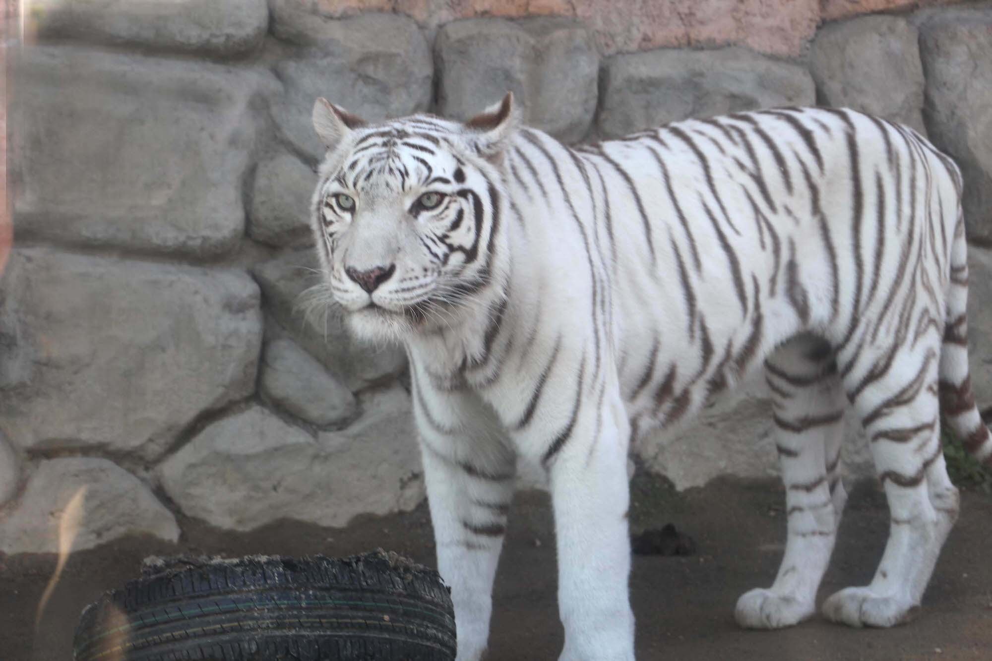 今年は寅年 ホワイトタイガーはどうして白いの 動物園で聞いてみました 動物のリアルを伝えるwebメディア Reanimal