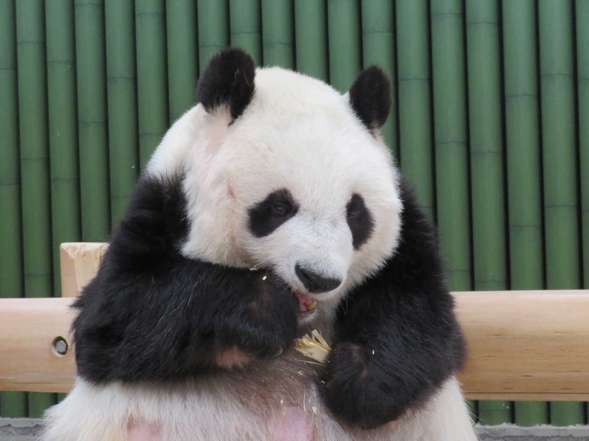 パンダ タンタンの返還が22年12月末まで延長に 病状を考慮 神戸市立王子動物園 動物のリアルを伝えるwebメディア Reanimal