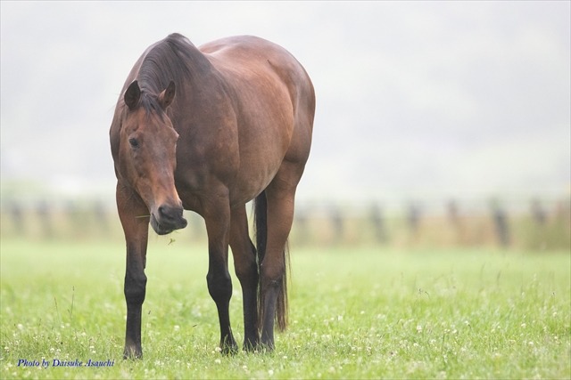引退した競走馬 その後の 馬生 を支える活動とは まとめ 動物のリアルを伝えるwebメディア Reanimal 引退した競走馬 その後の 馬生 を支える活動とは まとめ 動物のリアルを伝えるwebメディア Reanimal