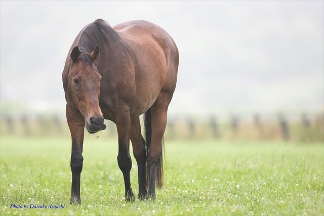 引退した競走馬 その後の 馬生 を支える活動とは まとめ 動物のリアルを伝えるwebメディア Reanimal