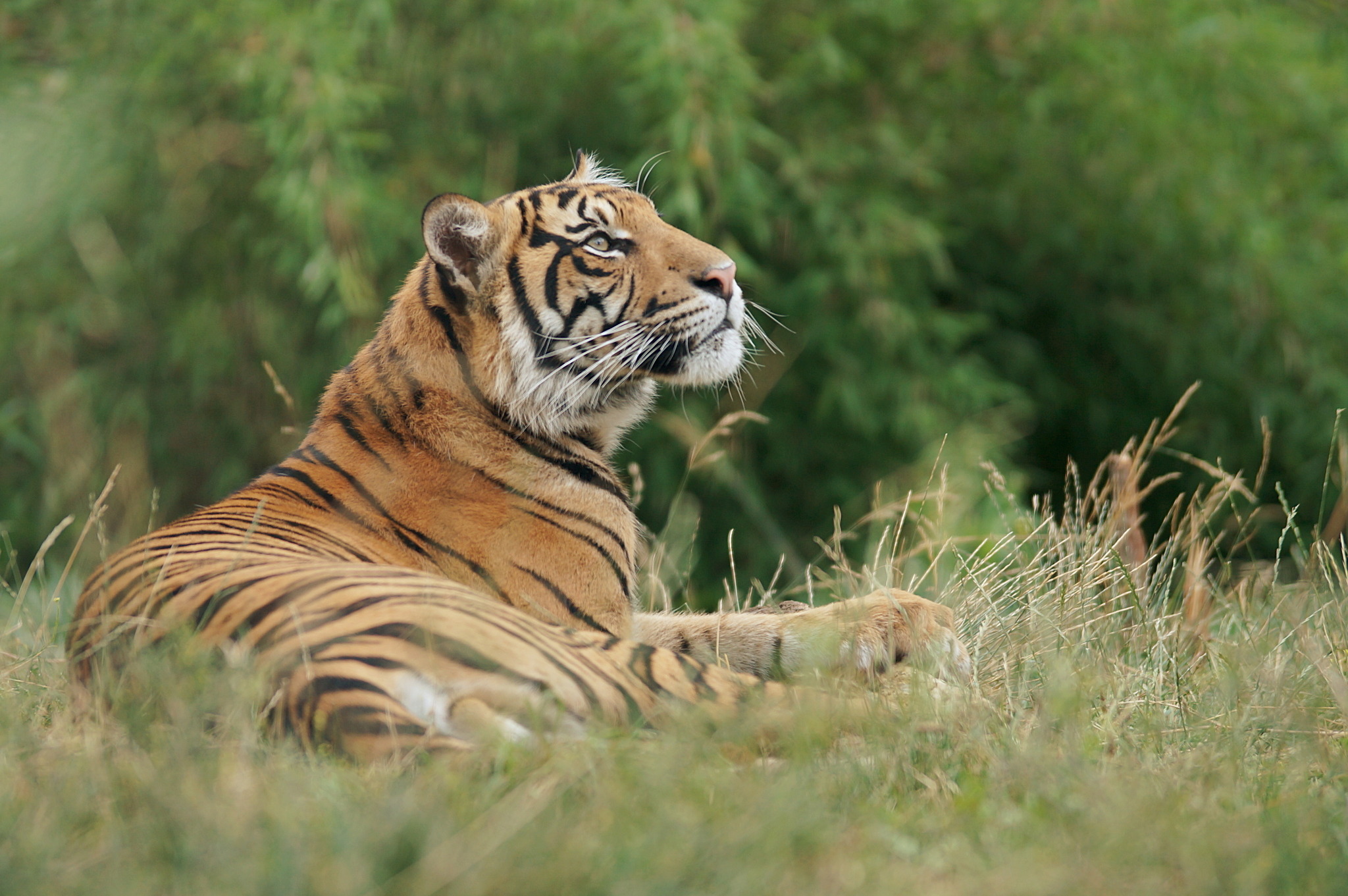 トラを守るためにできること 寅年特集 Vol 4 動物のリアルを伝えるwebメディア Reanimal