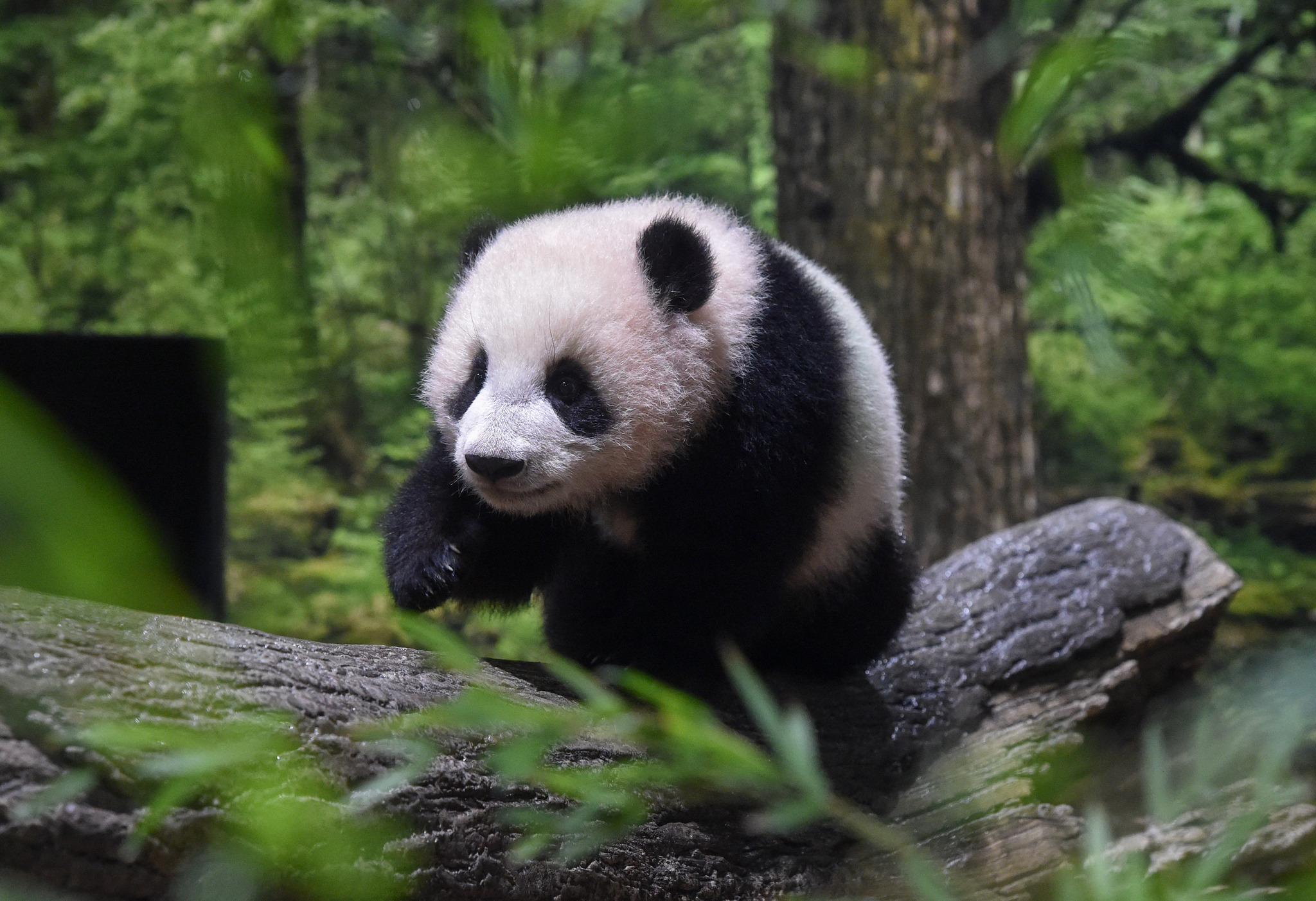 双子パンダ・シャオシャオとレイレイ、木登りしたりチップで遊んだり