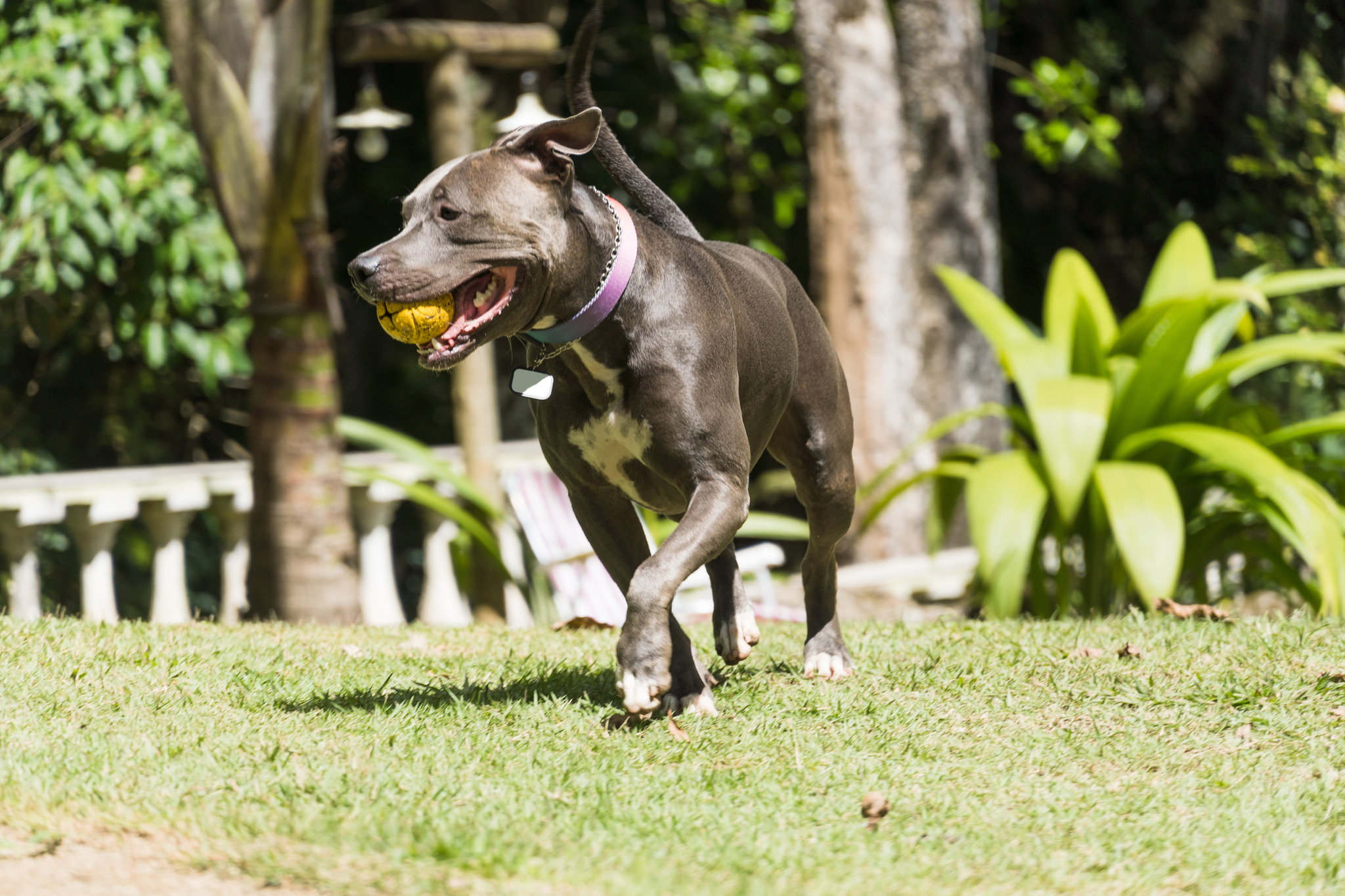 アメリカの動物愛護事情 危険な犬 という考え方ほか まとめ 動物のリアルを伝えるwebメディア Reanimal