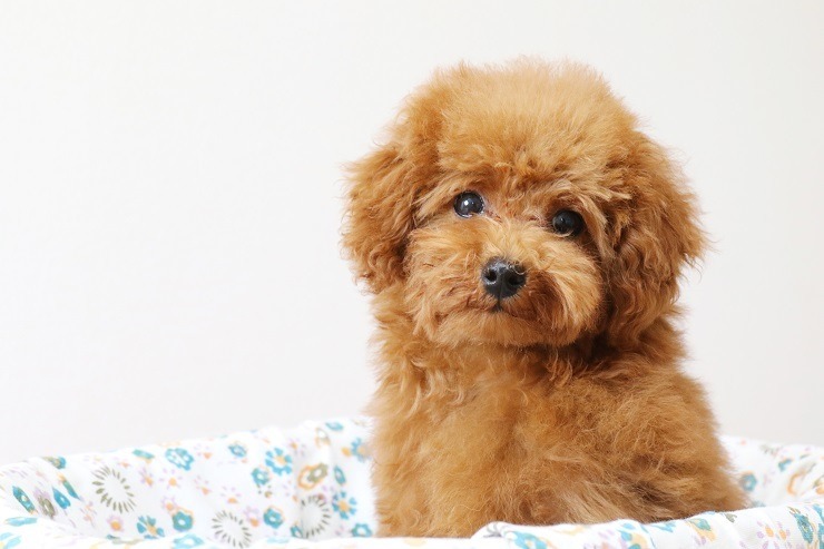 トイ プードルが13連覇 3ランクアップしたのは白い毛が特徴のあの犬種 アニコム 人気犬種ランキング22 動物のリアルを伝えるwebメディア Reanimal