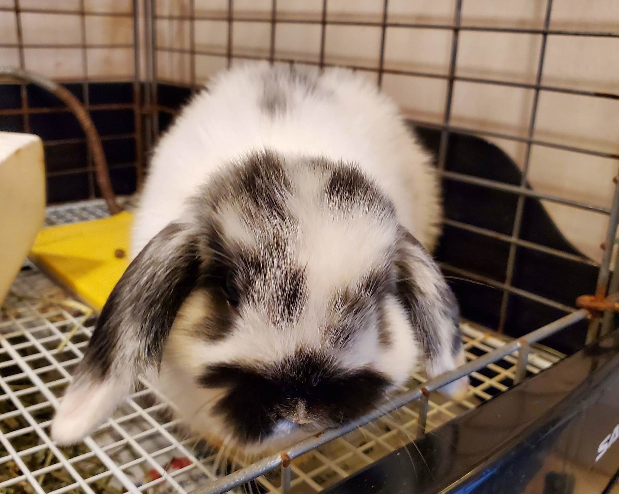 ズボラ女子とわがままウサギ Vol 21 新しい子を迎えたい気持ちと迎えたくない気持ち 動物のリアルを伝えるwebメディア Reanimal