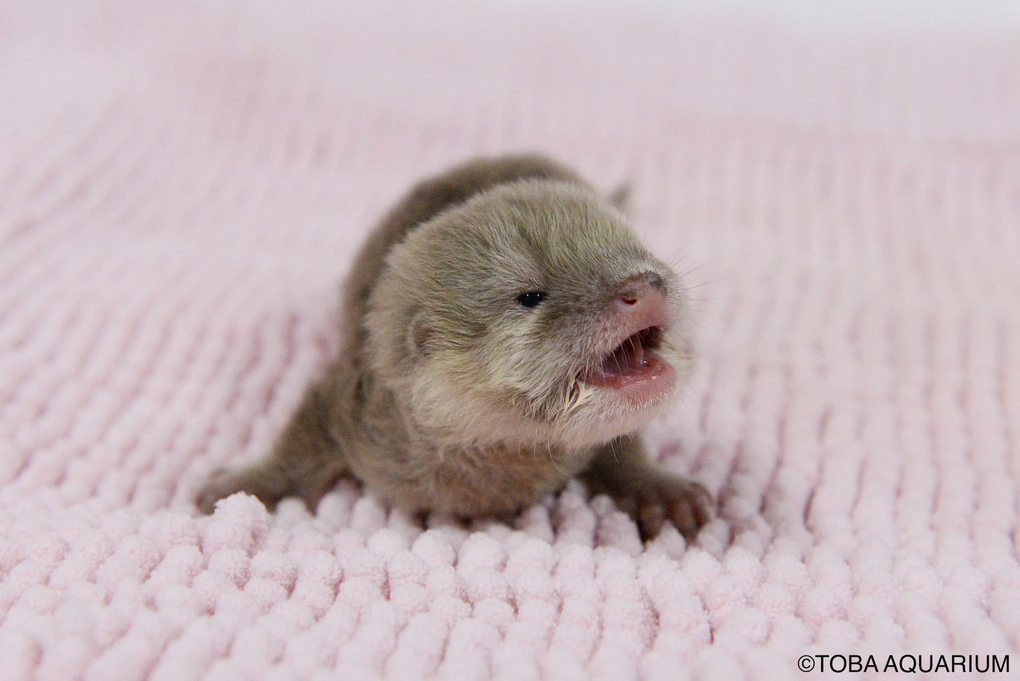 鳥羽水族館でコツメカワウソの赤ちゃんが誕生 元気に成長中 動物のリアルを伝えるwebメディア Reanimal