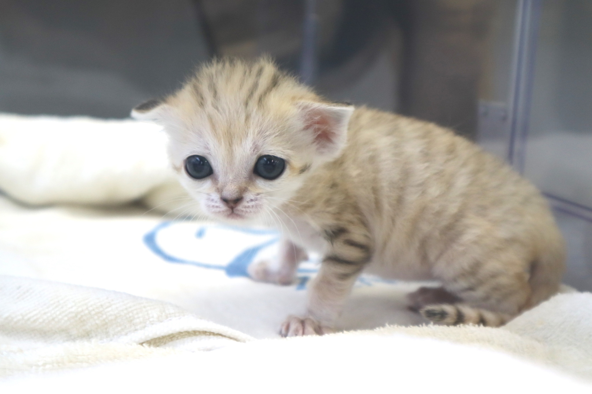 国内初 スナネコの赤ちゃんが誕生 那須どうぶつ王国で飼育中 動画 動物のリアルを伝えるwebメディア Reanimal