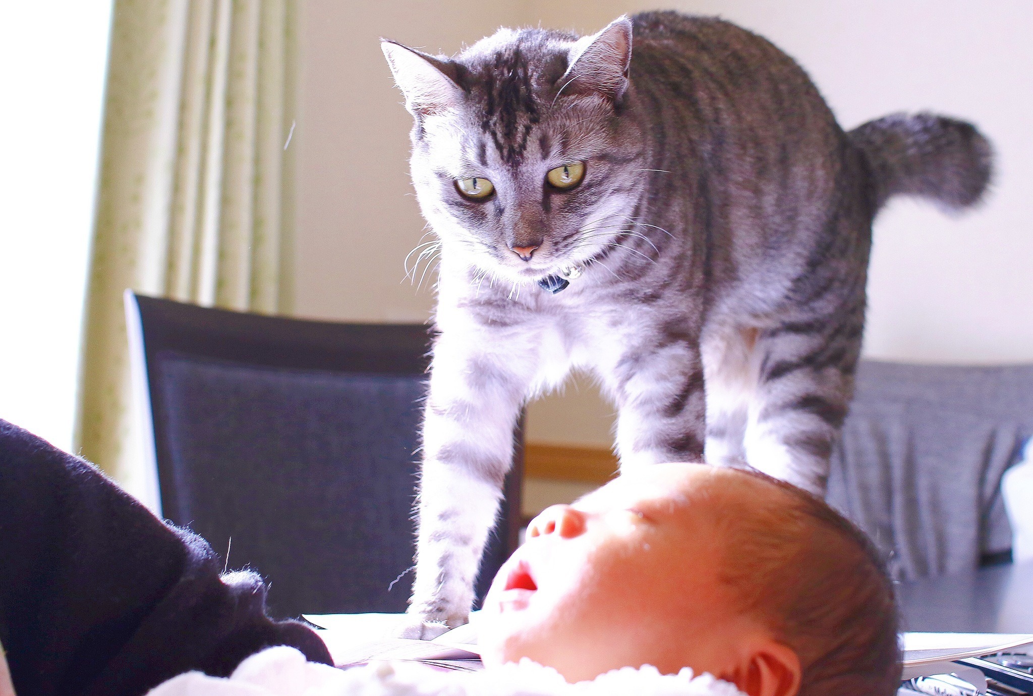 赤ちゃんと猫 Vol 2 猫のストレスが限界に 赤ちゃんに慣れるまでの14日間 動物のリアルを伝えるwebメディア Reanimal