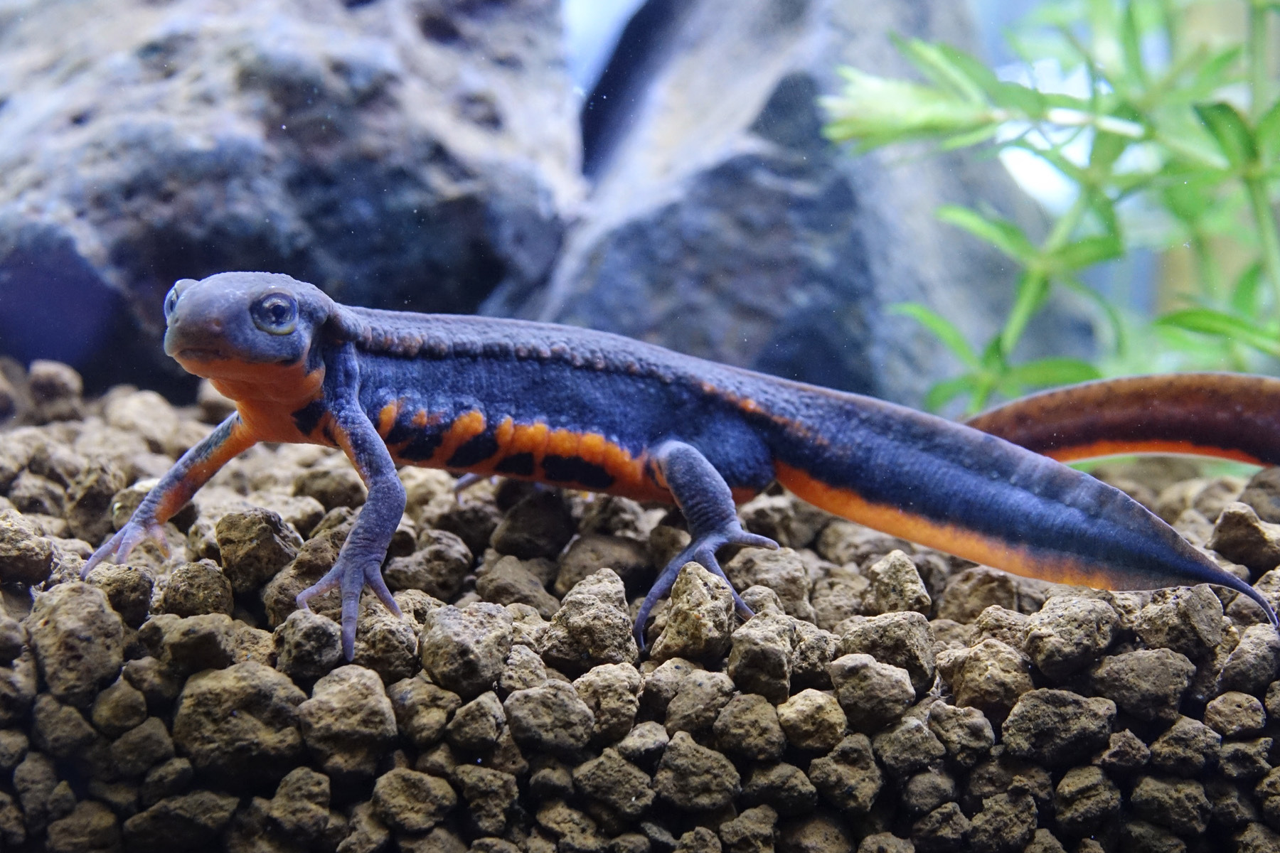 一度は絶滅とされた幻の アカハライモリ 渥美種族 アクア トト ぎふにて展示 3月中旬頃まで 動物のリアルを伝えるwebメディア Reanimal