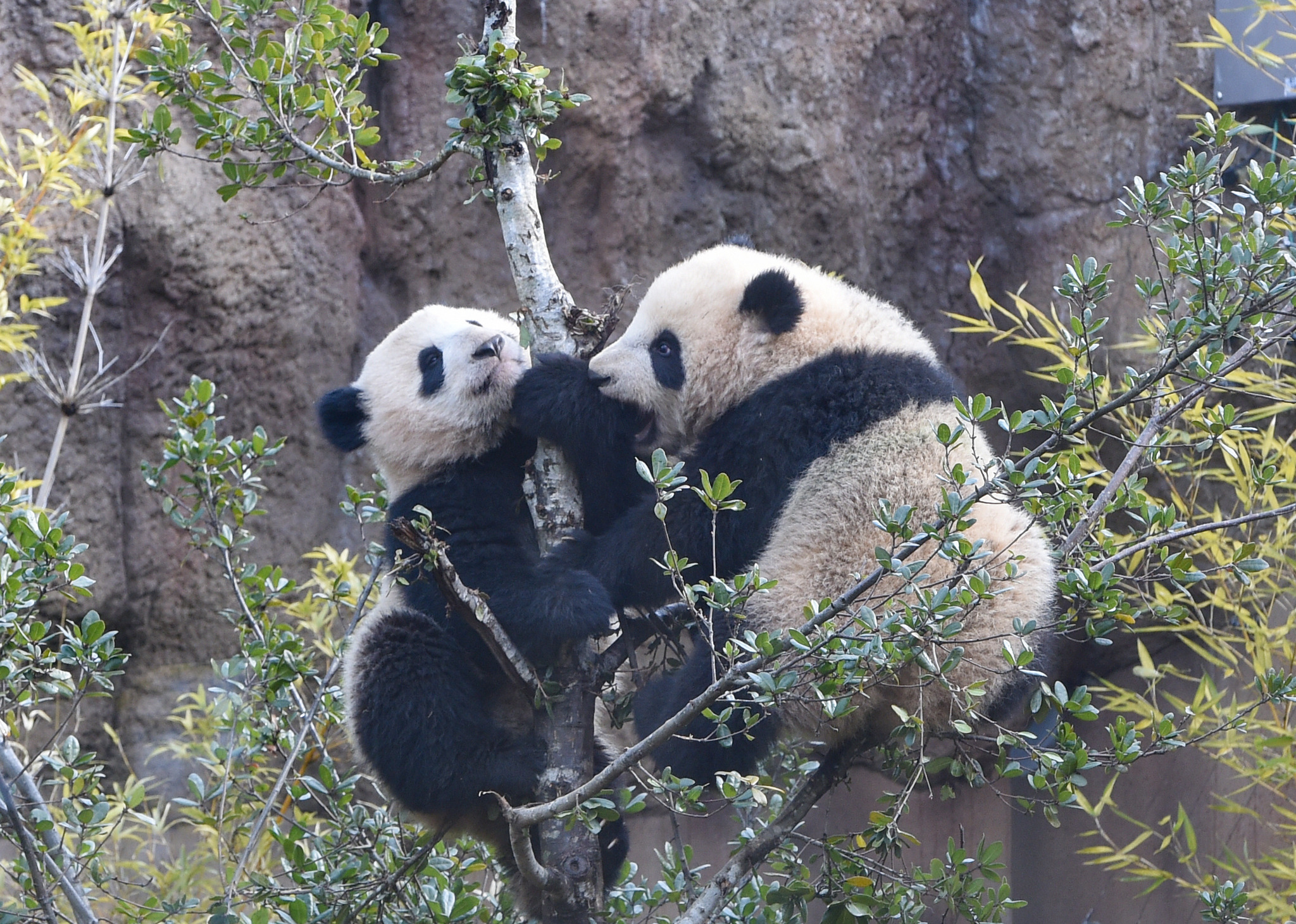 木登りも上手になった！ 双子パンダのシャオシャオとレイレイ…上野