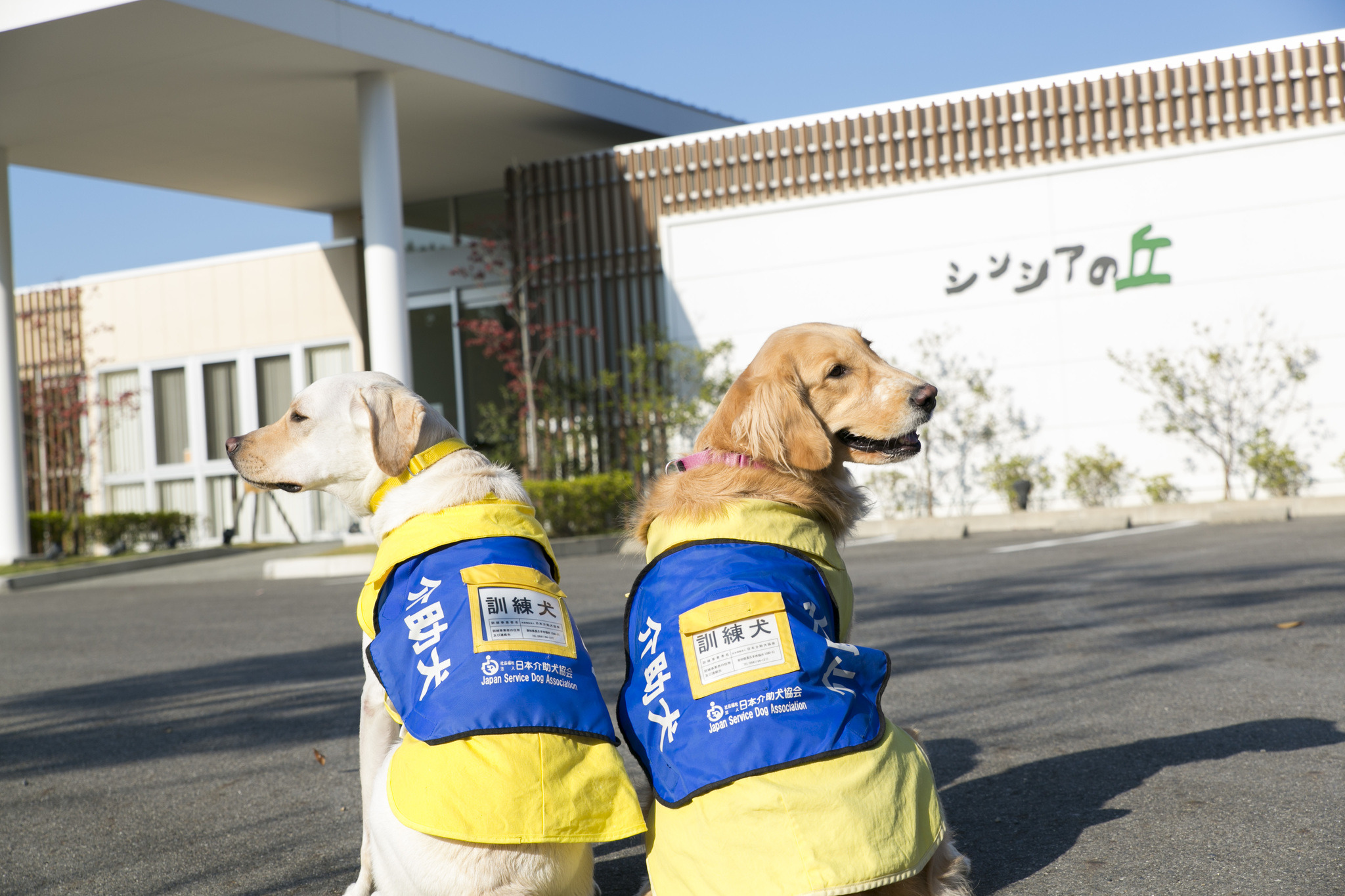 介助犬フェスタ 初のオンライン開催 生活動作の補助だけでなく心のケアも行う介助犬 動物のリアルを伝えるwebメディア Reanimal