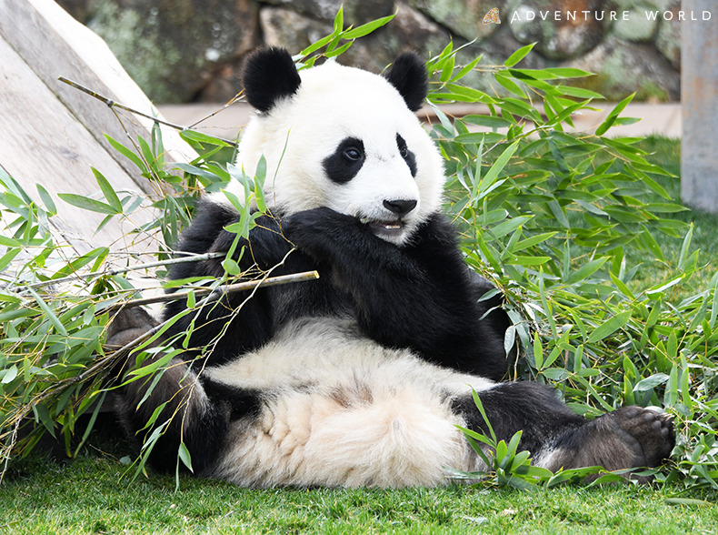 パンダの楓浜、4月上旬のひとり立ちに向けて準備スタート