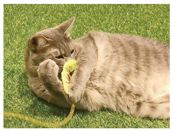 猫用おもちゃ「ねこモテ」シリーズ新発売…アース・ペット | 動物のリアルを伝えるWebメディア「REANIMAL」