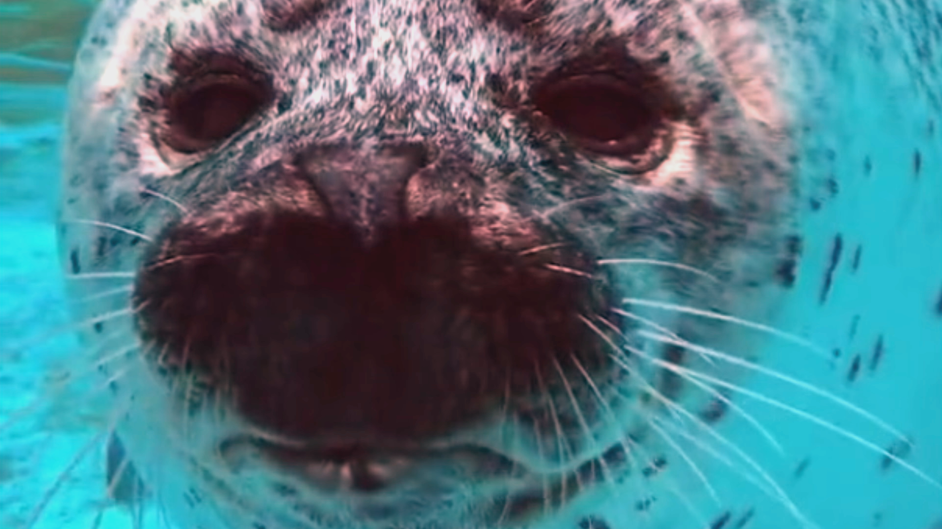 動物たちの愛らしく面白い姿がたっぷり ディズニー チャンネル アニマルワールド 放送 動物のリアルを伝えるwebメディア Reanimal