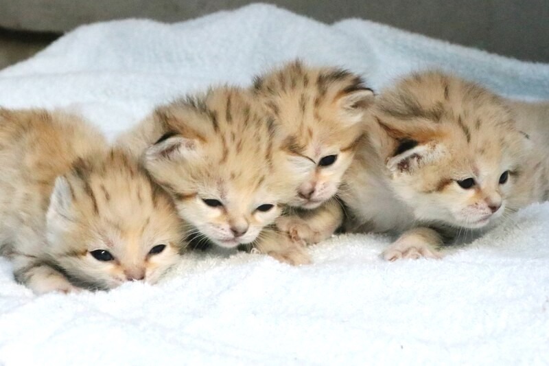 スナネコの赤ちゃん4頭誕生 公開は春休み中を予定 神戸どうぶつ王国 動物のリアルを伝えるwebメディア Reanimal