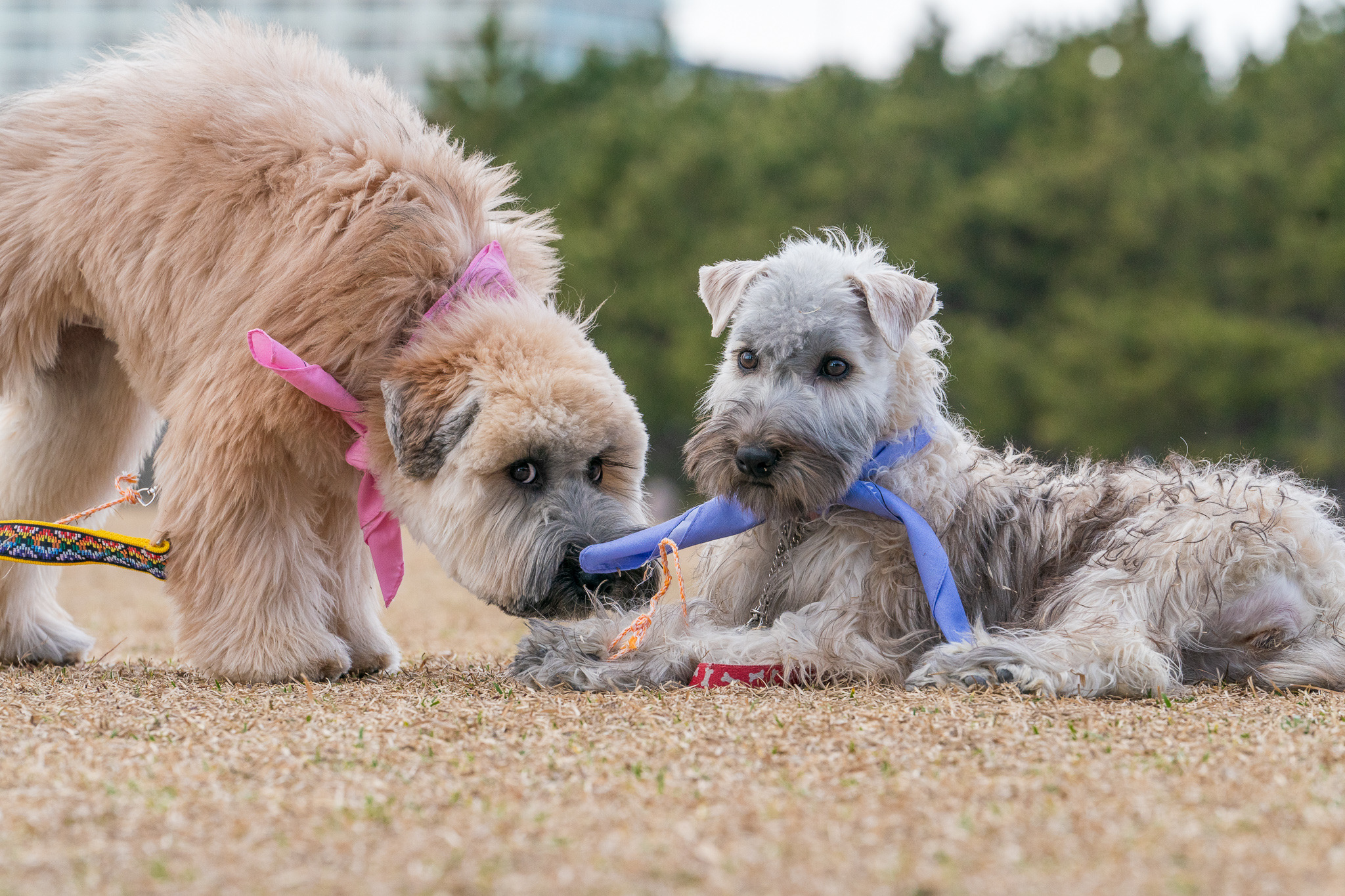 シルクのような小麦色の被毛が魅力的 ウィートン 珍しい犬種 Vol 1 動物のリアルを伝えるwebメディア Reanimal