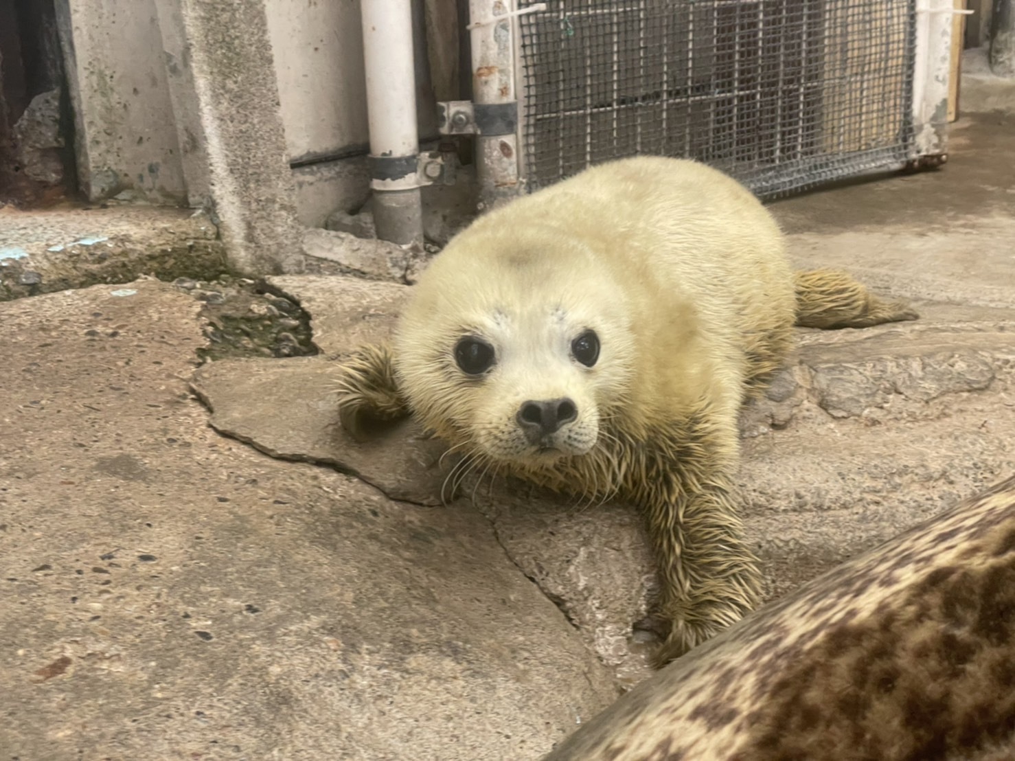 ゴマフアザラシの赤ちゃんが誕生 年以上ぶり 東武動物公園 動物のリアルを伝えるwebメディア Reanimal