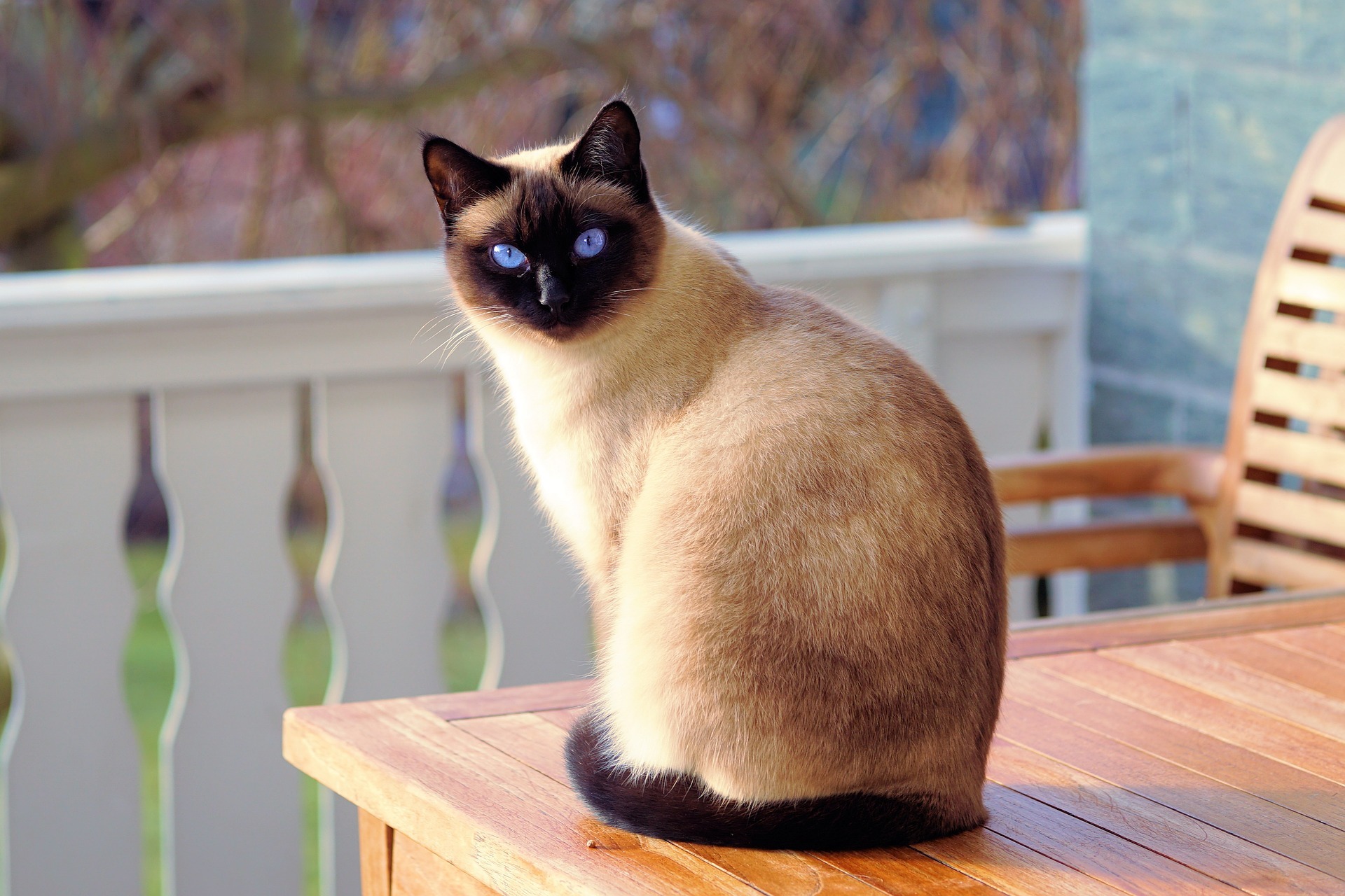 猫がなりやすい病気 肥満細胞腫編 皮膚型は皮膚腫瘍で最多 シャム猫は特に注意 動物のリアルを伝えるwebメディア Reanimal