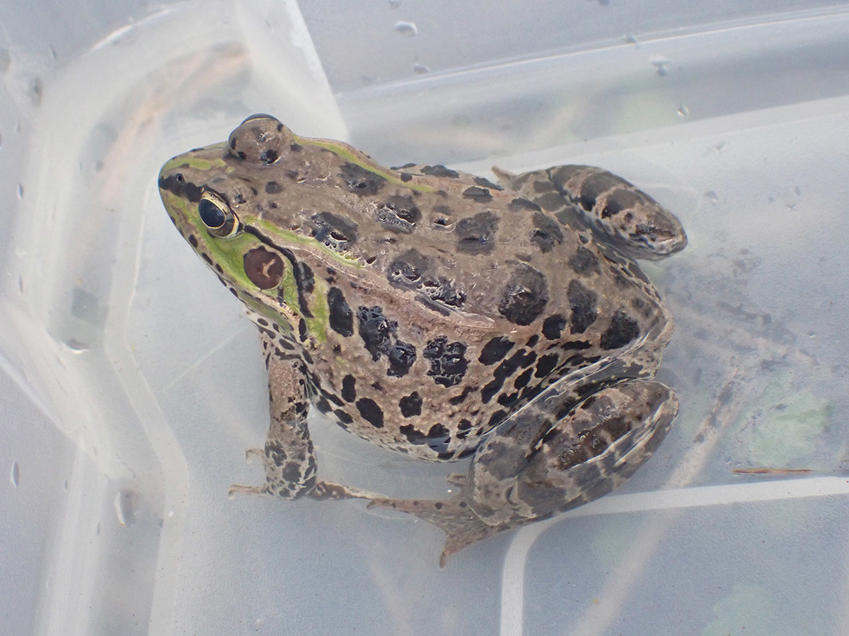 企画展「洪水を生き抜いたナゴヤダルマガエル 岡山県倉敷市真備町の