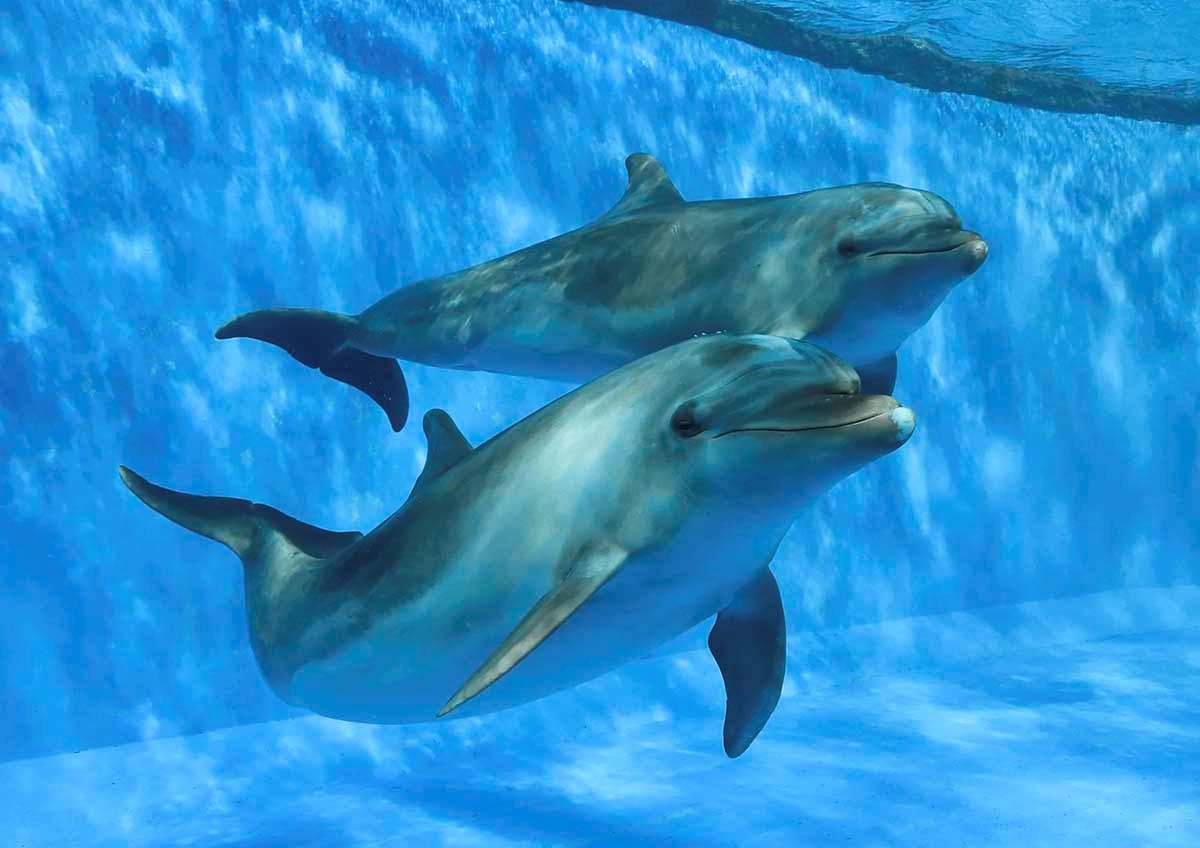 鴨川シーワールド 特別レクチャー イルカの飼育について を開催 4月17日 19日 動物のリアルを伝えるwebメディア Reanimal