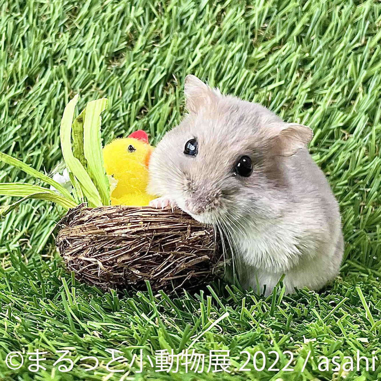 ハムスターやハリネズミなどが主役の写真 物販展 まるっと小動物展 名古屋と東京で開催 動物のリアルを伝えるwebメディア Reanimal