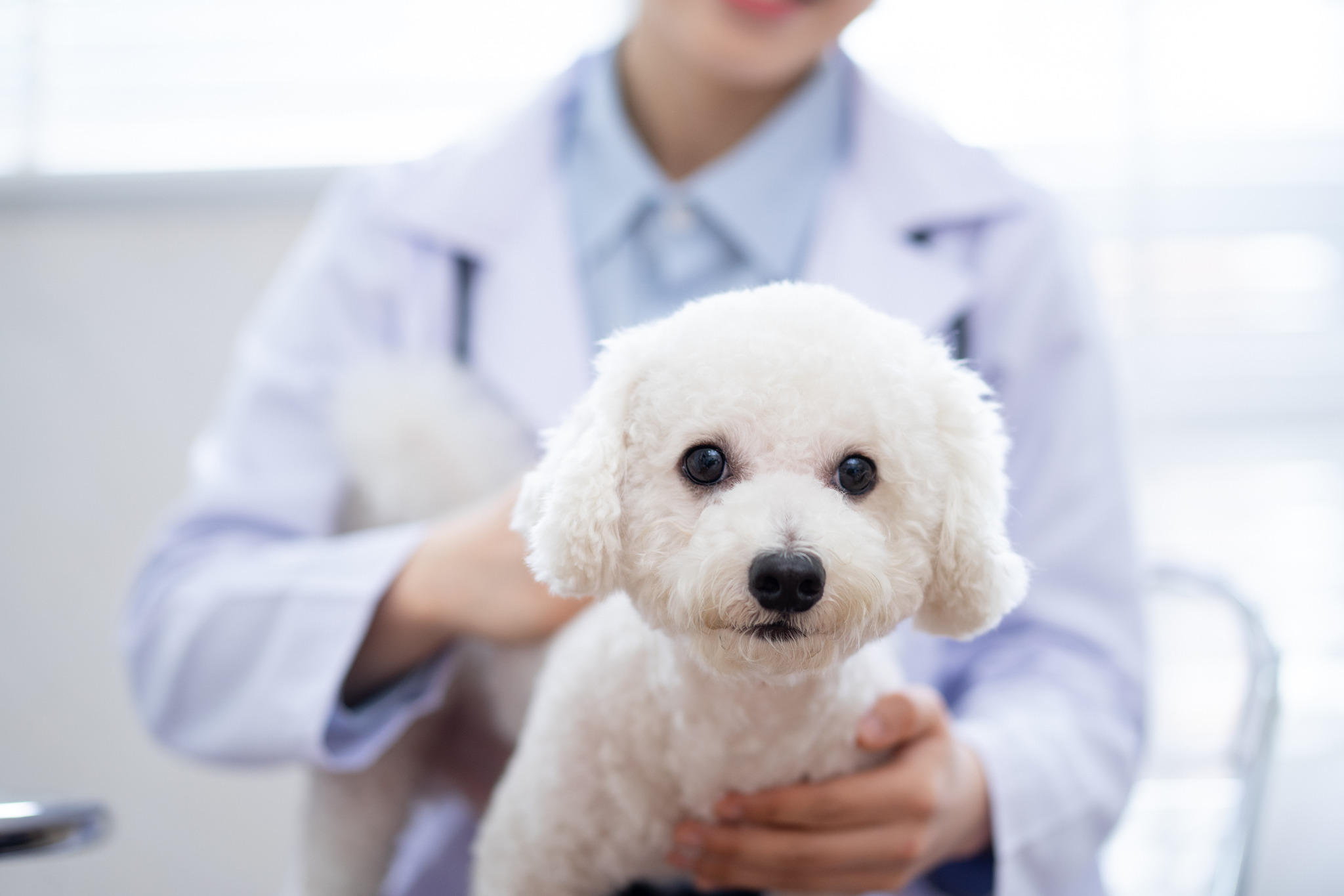 犬の前立腺がんに対する新しい免疫療法 メカニズムや成果は 東大が発表 動物のリアルを伝えるwebメディア Reanimal