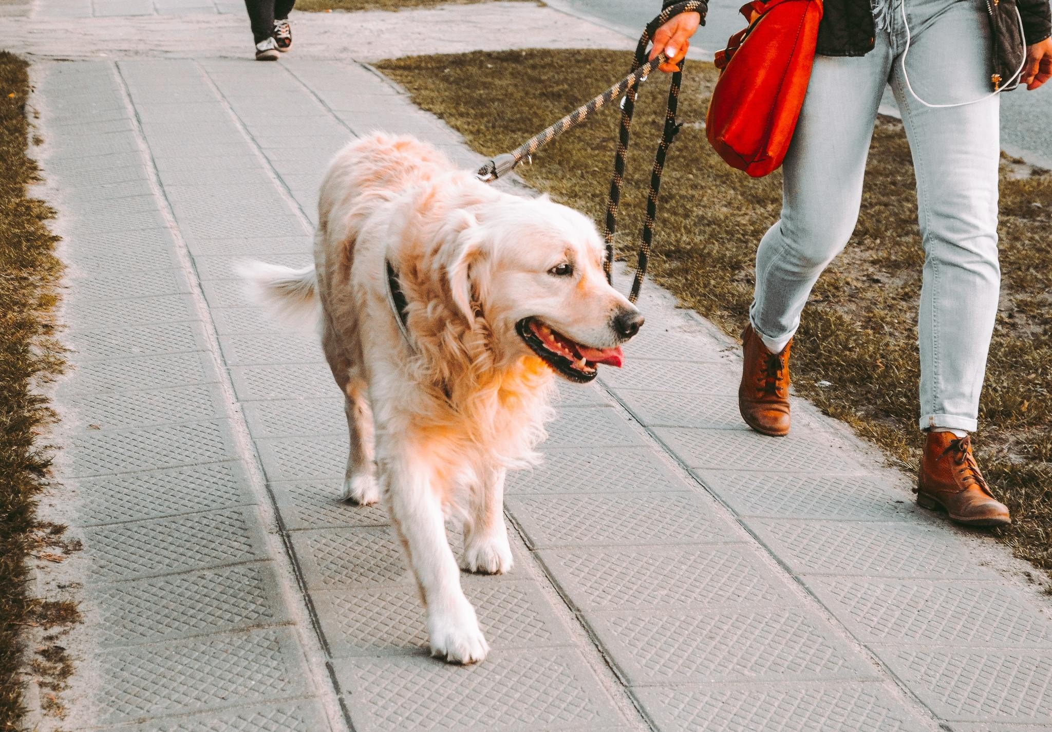 気をつけたい お散歩や外出時に起こる愛犬のトラブル 咬傷 交通事故に注意 動物のリアルを伝えるwebメディア Reanimal