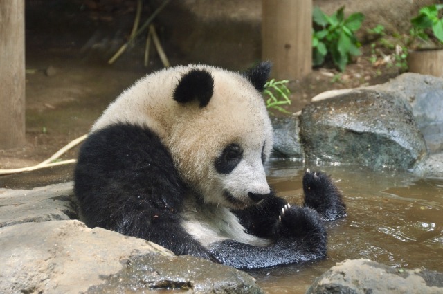 上野動物園 ジャイアントパンダ シャンシャン の3歳記念企画を実施 誕生日の6月12日から 動物のリアルを伝えるwebメディア Reanimal