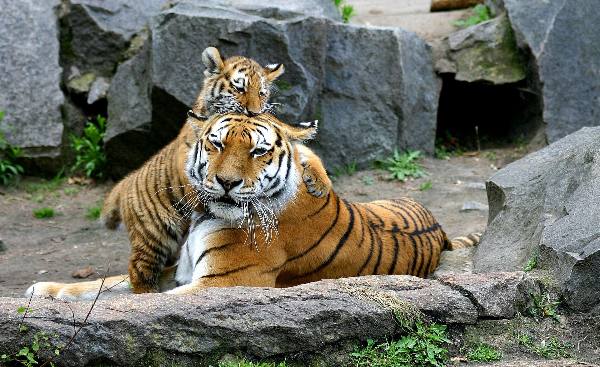 アメリカの動物愛護事情 ライオンやトラなど ビッグキャット の虐待防止法の成立を目指す 動物のリアルを伝えるwebメディア Reanimal