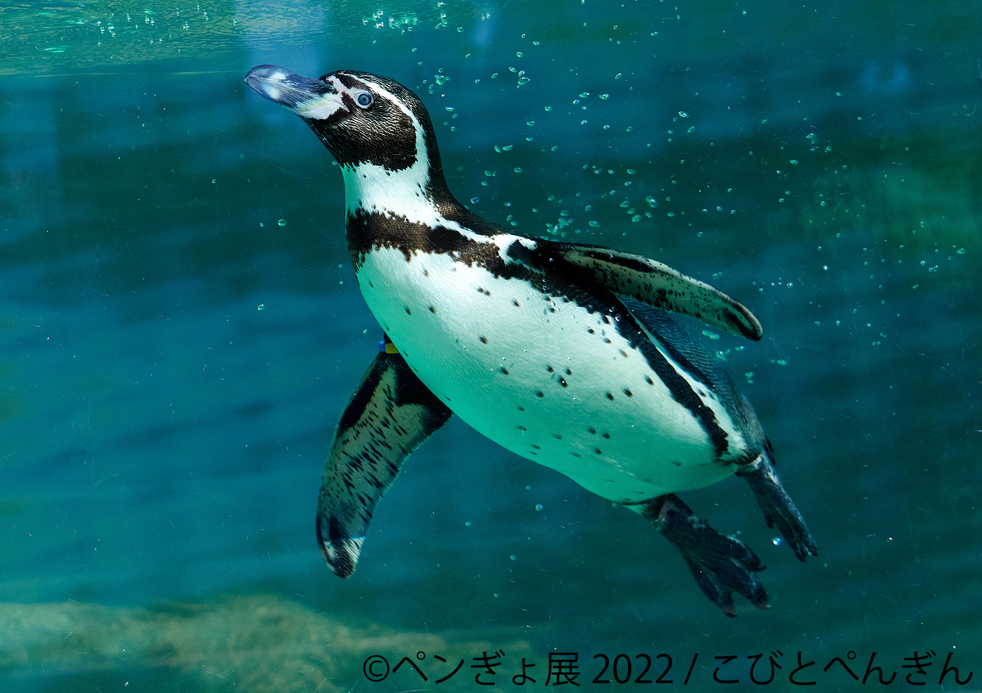 ペンギン 金魚の競演 ペンぎょ展 22 が東京 名古屋 福岡で開催 動物のリアルを伝えるwebメディア Reanimal