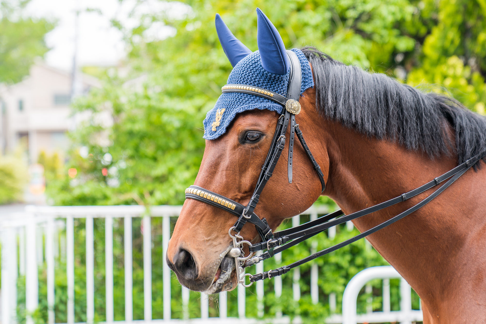 警視庁で活躍する「馬のお巡りさん」…交通機動隊の騎馬隊
