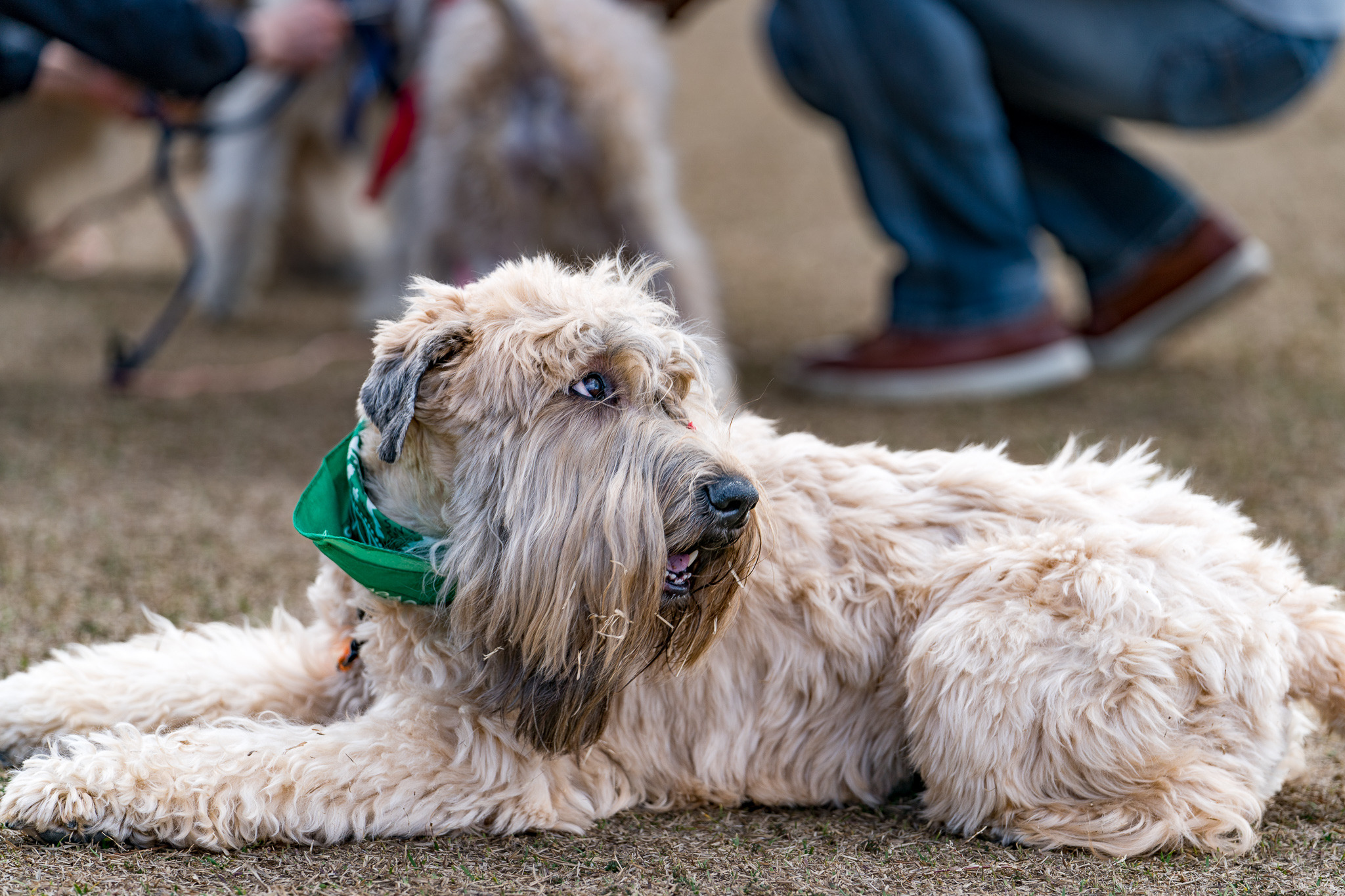 ニュージーランドから苦労の末に迎えた ライリー 空気のような存在 のベストパートナー 動物のリアルを伝えるwebメディア Reanimal