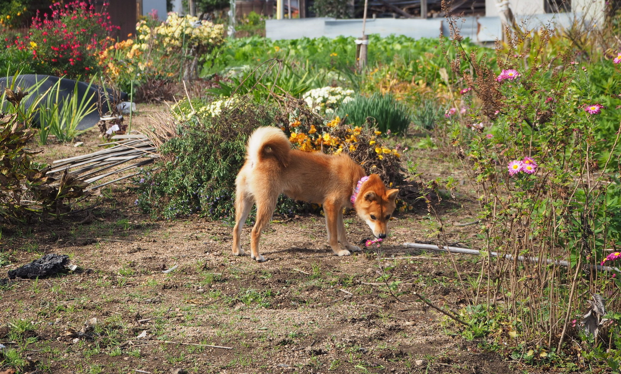 柴犬キュウの物語 Vol 1 ある日庭に現れた野良犬がうちの子になるまで 動物のリアルを伝えるwebメディア Reanimal