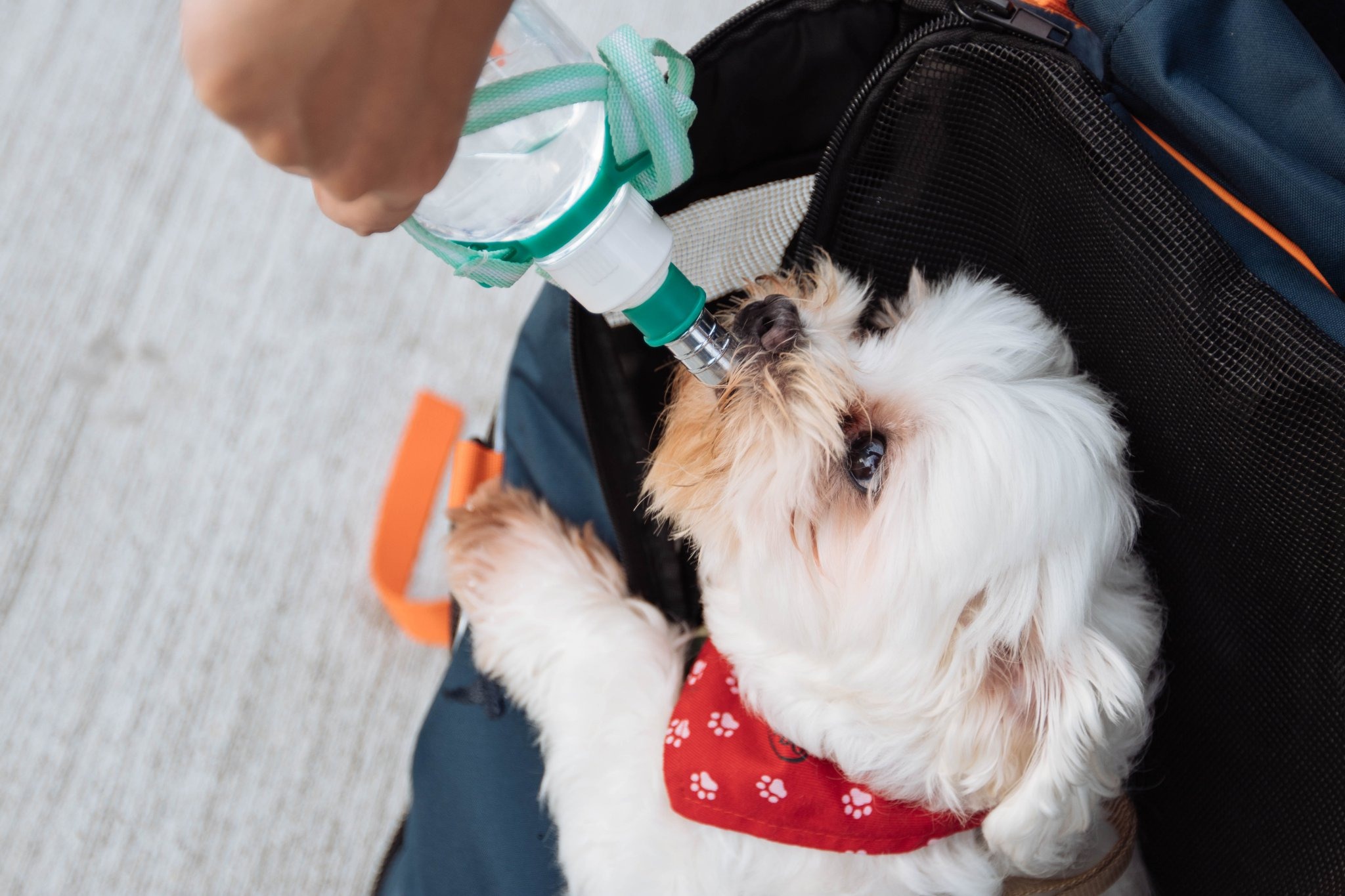 見過ごし注意 愛犬のヘルプサインを見極めよう 動物のリアルを伝えるwebメディア Reanimal