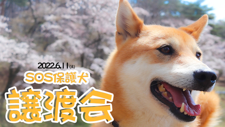 那須ハイランドパークにて保護犬譲渡会が開催 6月11日 動物のリアルを伝えるwebメディア Reanimal