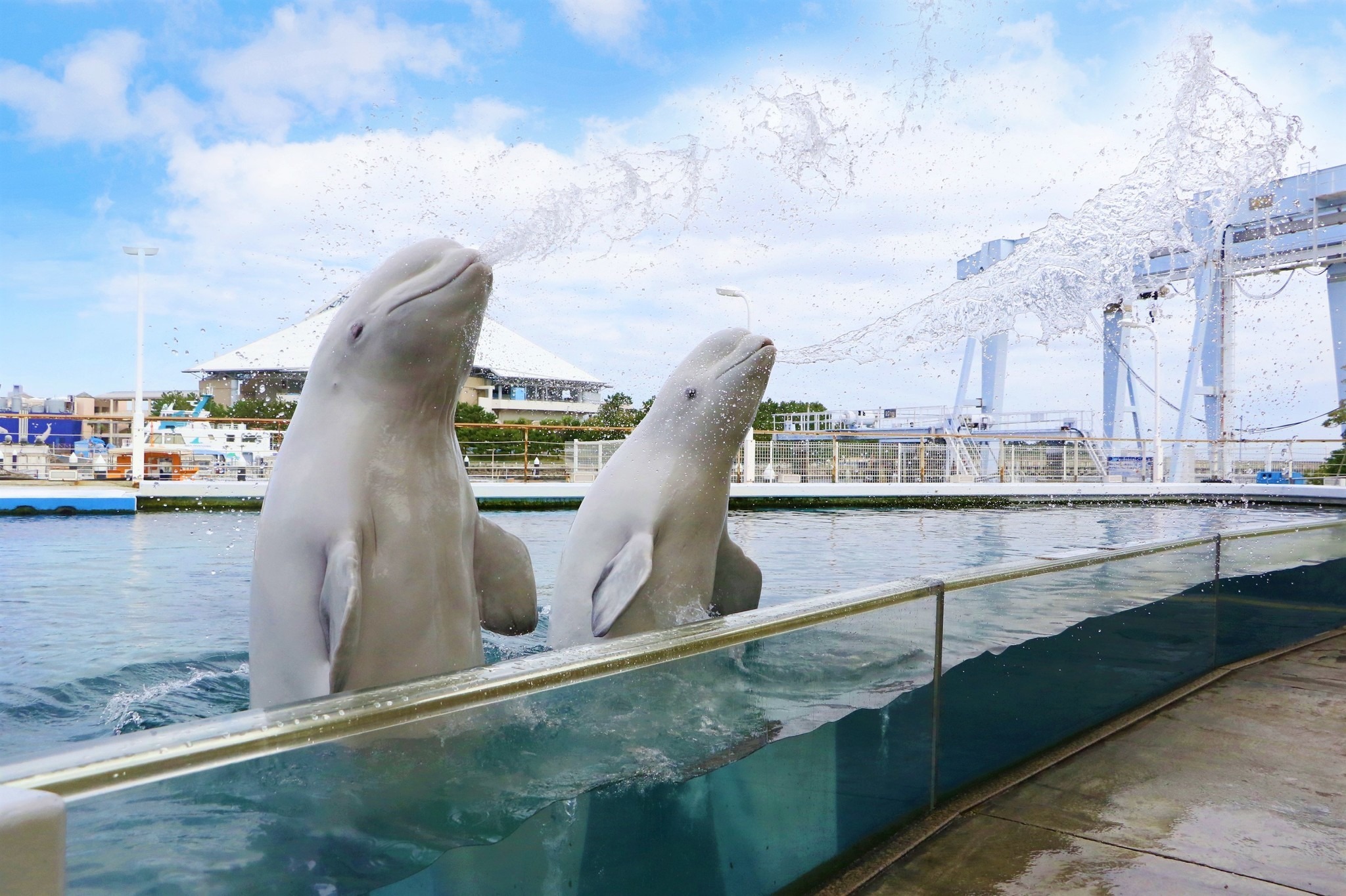 横浜・八景島シーパラダイス、「サマースプラッシュフェス」を開催…7月