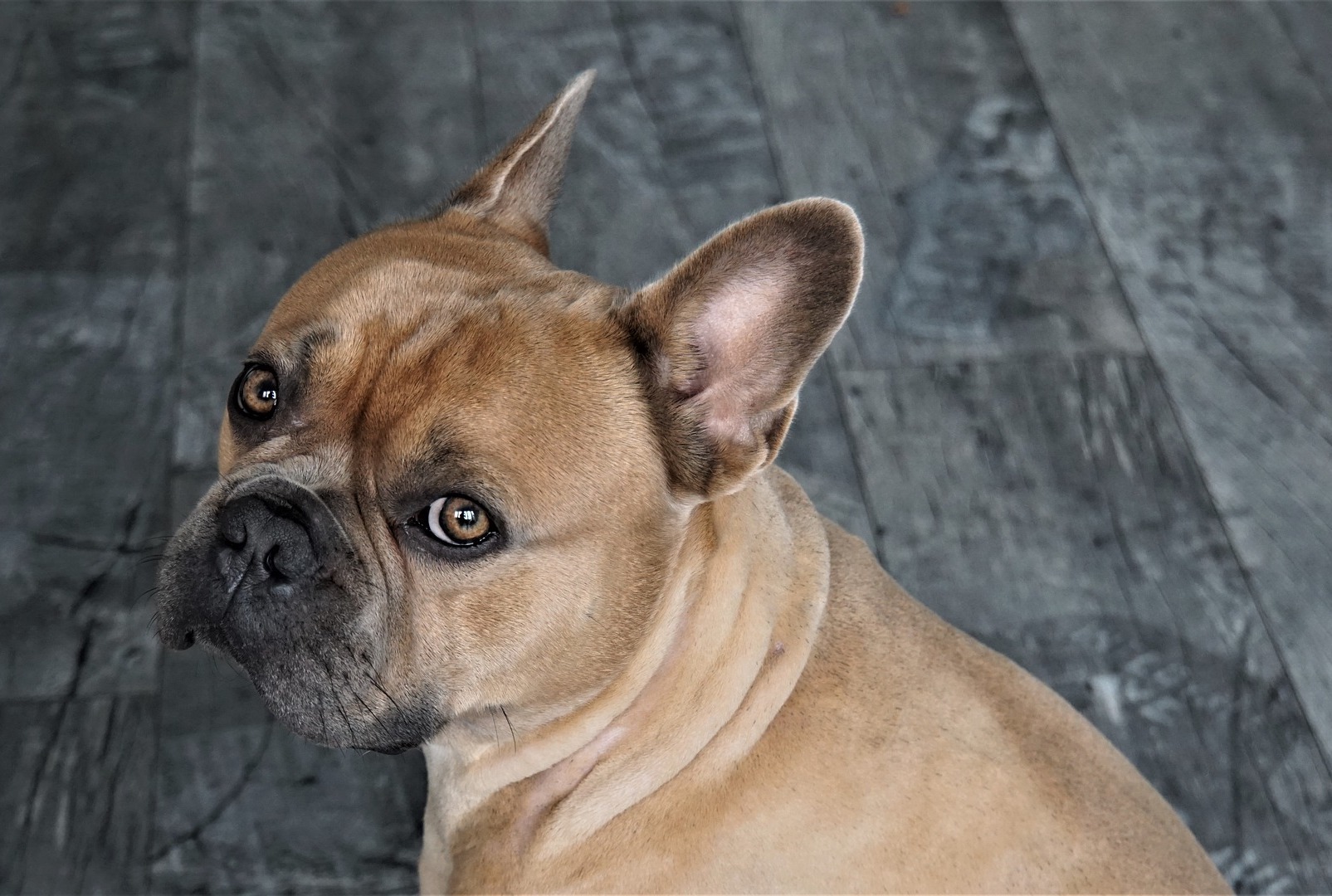 French Bulldog Such A Cutie フレンチブルドッグの子犬 可愛い犬 ブルドッグの子犬 Dog かわいいフレンチブルドッグの子犬 フレーム付き写真 La 748 M3 Dog フレンチブルドッグの子犬ジャン ミシェル Mintsushiutah Com