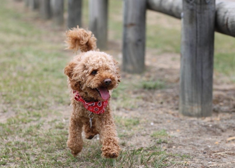 アニコム保険 人気犬種ランキングを発表 トイ プードルが11連覇達成 動物のリアルを伝えるwebメディア Reanimal