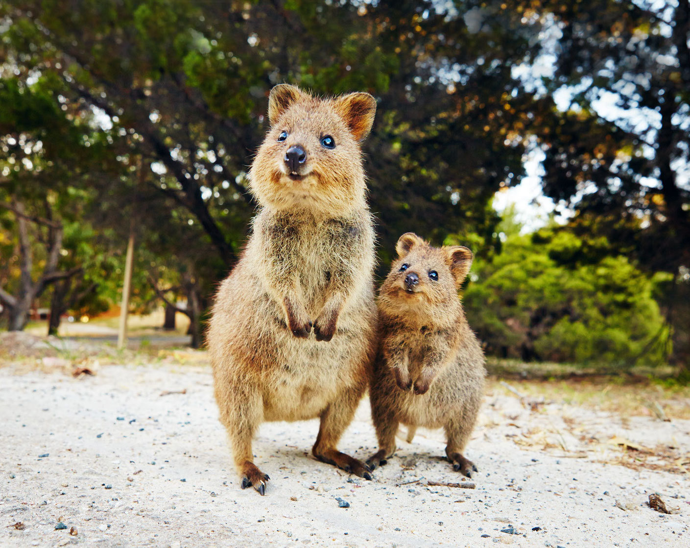 西オーストラリア州で出会える野生動物や海洋生物たち 有袋類編 動物のリアルを伝えるwebメディア Reanimal