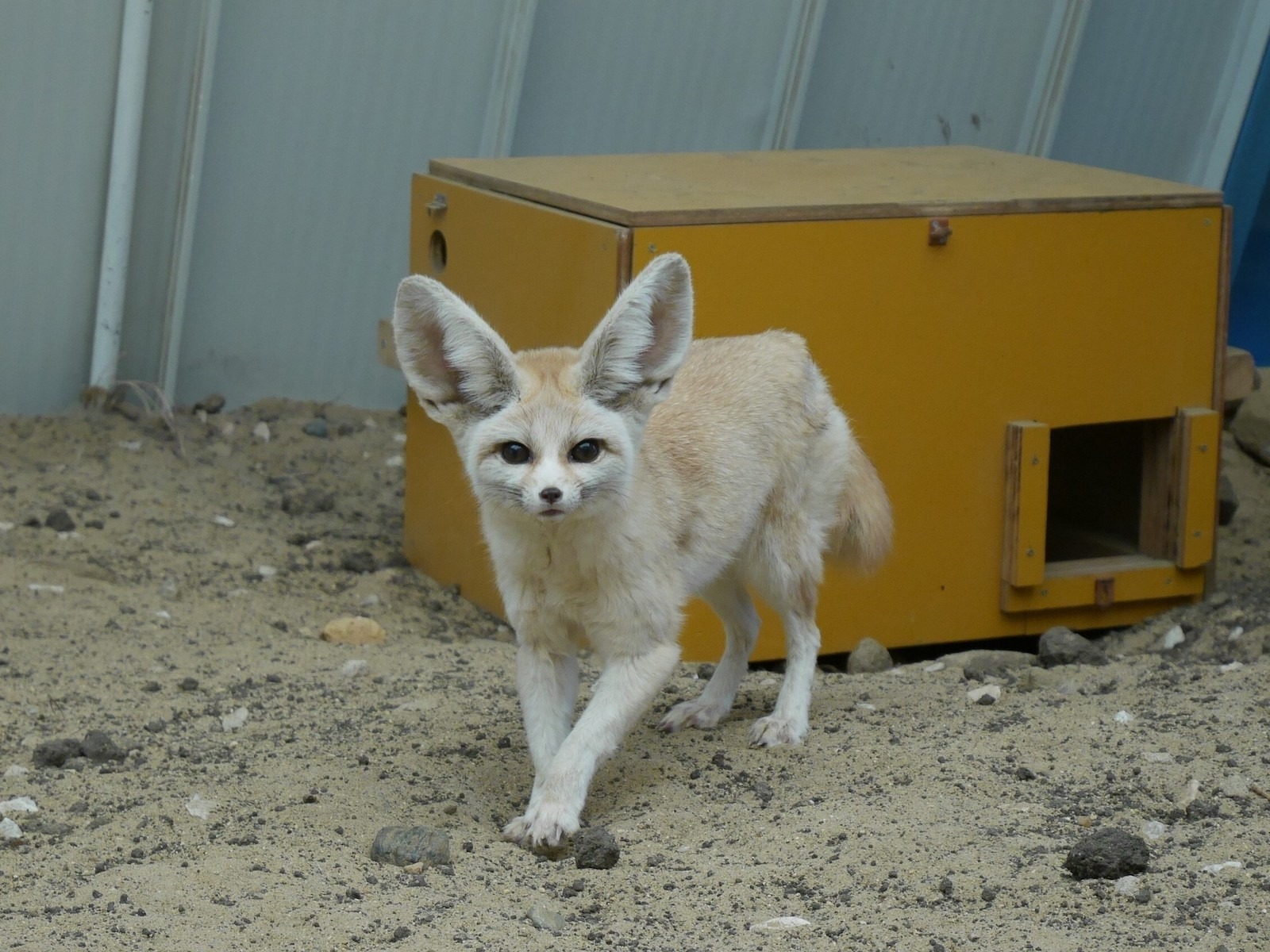 アクアマリンふくしま ユーラシアカワウソに続いてフェネックの赤ちゃん誕生 動物のリアルを伝えるwebメディア Reanimal アクアマリンふくしま ユーラシアカワウソに続いてフェネックの赤ちゃん誕生 動物のリアルを伝えるwebメディア Reanimal