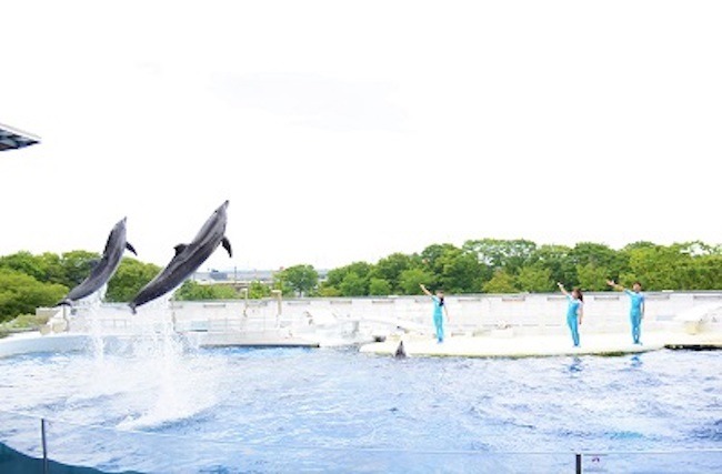 京都水族館 イルカとトレーナーの友情を届ける新しいパフォーマンス Yeah を開始 7月16日から 動物のリアル を伝えるwebメディア Reanimal