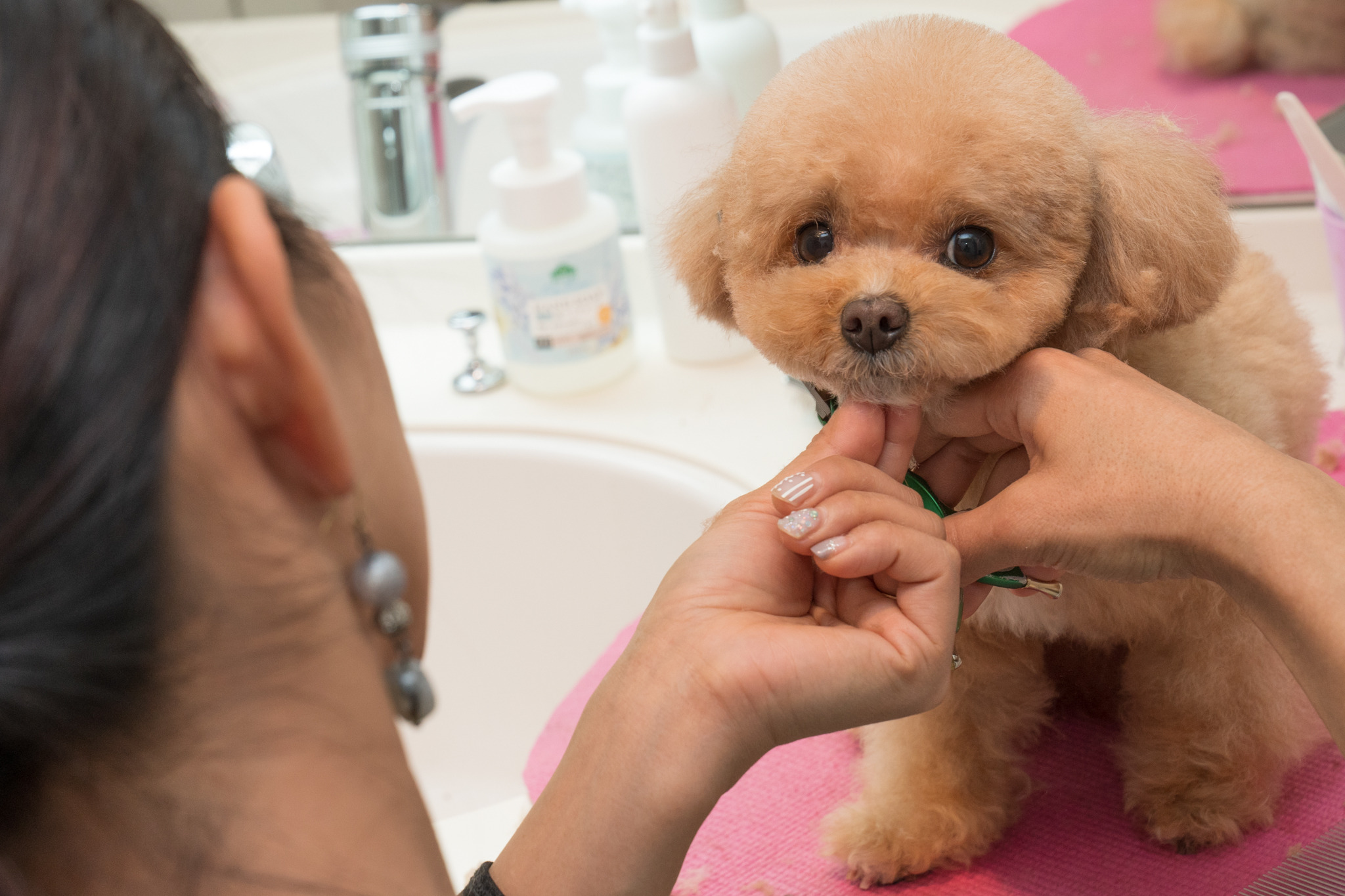 トリマーというお仕事 Vol 1 シャンプーやカットだけでなく 犬の健康を維持するのも仕事 インタビュー 動物のリアルを伝えるwebメディア Reanimal