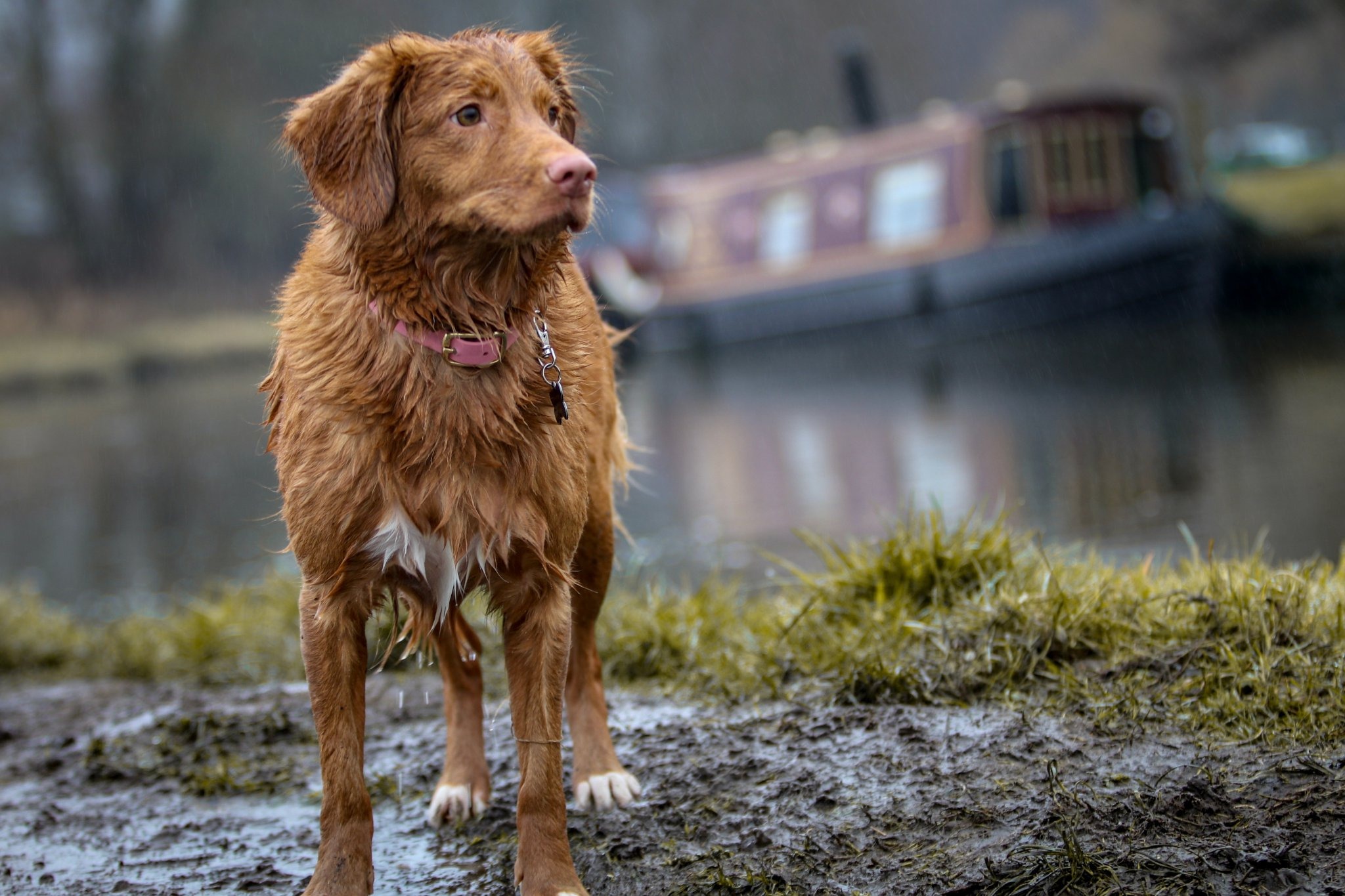 お散歩好きな愛犬のために 雨の日のお散歩はここに気を付けよう 動物のリアルを伝えるwebメディア Reanimal お散歩好きな愛犬のために 雨の日のお散歩はここに気を付けよう 動物のリアルを伝えるwebメディア Reanimal